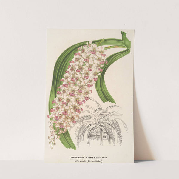 Saccolabium Blumei, var. majus by Charles Antoine Lemaire