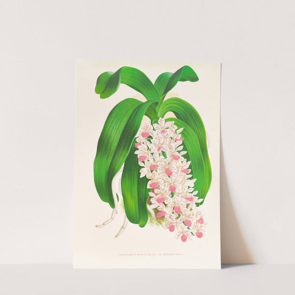 Saccolabium giganteum var illustre by Jean Jules Linden