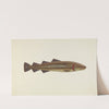 Sacred Cod by John W. Kelleher