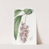 Sad-coloured Cirrhaea by Sydenham Edwards