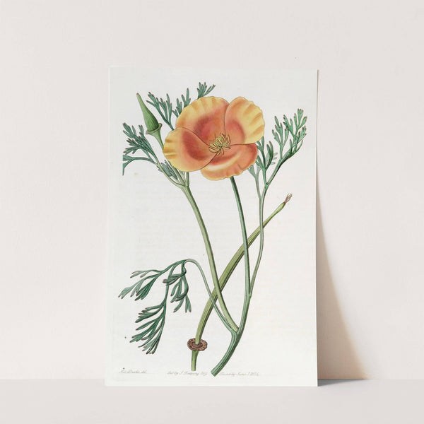 Saffron-coloured Eschscholtzia by Sydenham Edwards
