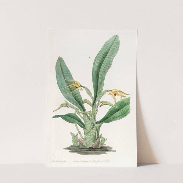 Saffron-coloured Maxillaria by Sydenham Edwards