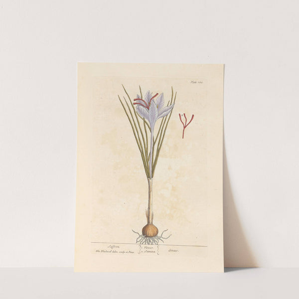 Saffron by Elizabeth Blackwell