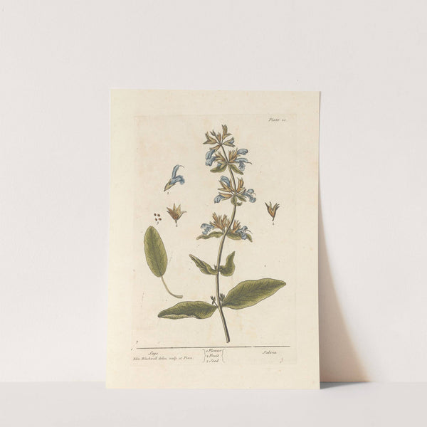 Sage by Elizabeth Blackwell