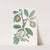 Sage-leaved Pear by Sydenham Edwards
