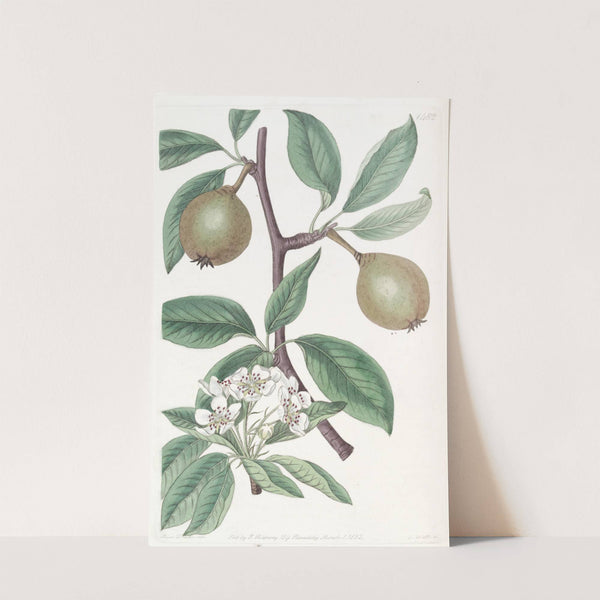 Sage-leaved Pear by Sydenham Edwards
