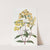 Sage-leaved Slipper-flower by Sydenham Edwards