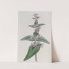 Sage-leaved Stachys by Sydenham Edwards