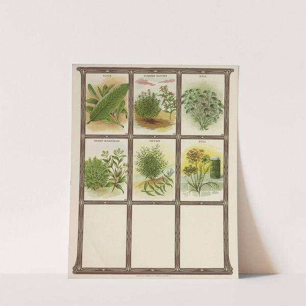 Sage, Summer Savory, Dill, Summer Marjoram, Thyme (1921) by Genesee Valley Lithograph Co.