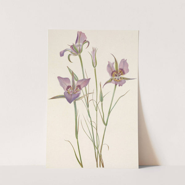 Sagebrush Mariposa. Calochortus macrocarpus (1925) by Mary Vaux Walcott