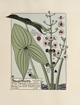Sagittaire
