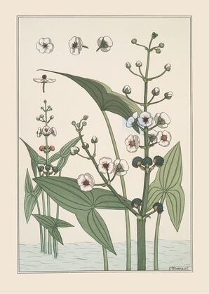 Sagittaire (1896)