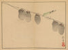 Sakai Hōitsu gajō, Pl.13 (1800-1912)