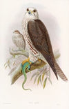 Saker Falcon