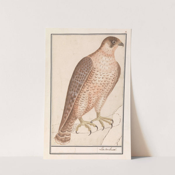 Sakervalk (Falco cherrug) (1596-1610) by Anselmus Boëtius de Boodt