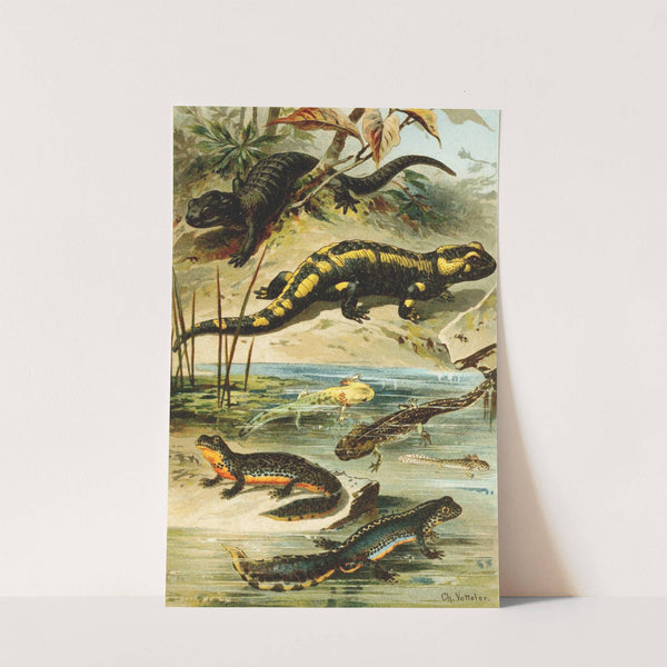 Salamander maculosa, Salamander atra, Triton alpestris by Bruno Dürigen