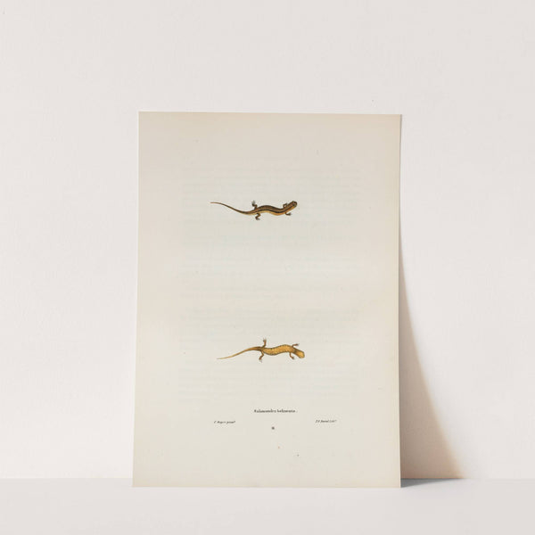 Salamandra bilineata by John Edwards Holbrook