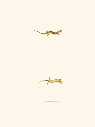 Salamandra bilineata