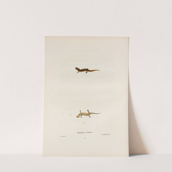 Salamandra cirrigera by John Edwards Holbrook