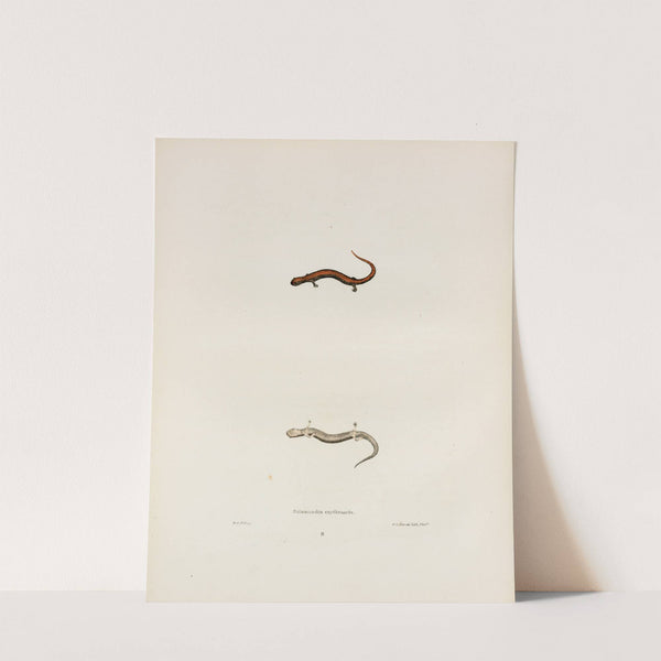 Salamandra erythronota by John Edwards Holbrook