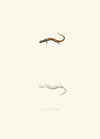 Salamandra erythronota