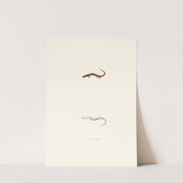 Salamandra erythronota by John Edwards Holbrook