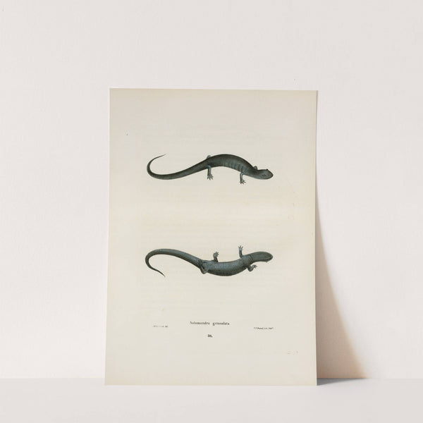 Salamandra granulata by John Edwards Holbrook