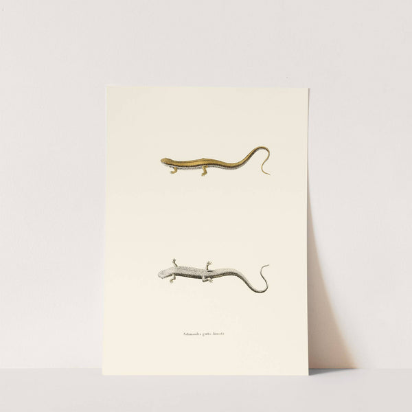 Salamandra gutto-lineata by John Edwards Holbrook