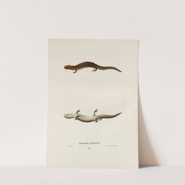 Salamandra Jeffersoniana by John Edwards Holbrook