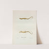 Salamandra longicauda by John Edwards Holbrook