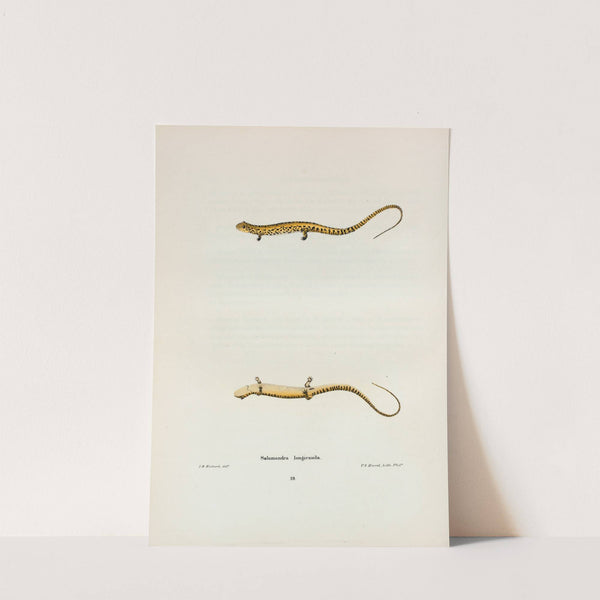 Salamandra longicauda by John Edwards Holbrook