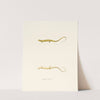 Salamandra longicauda by John Edwards Holbrook