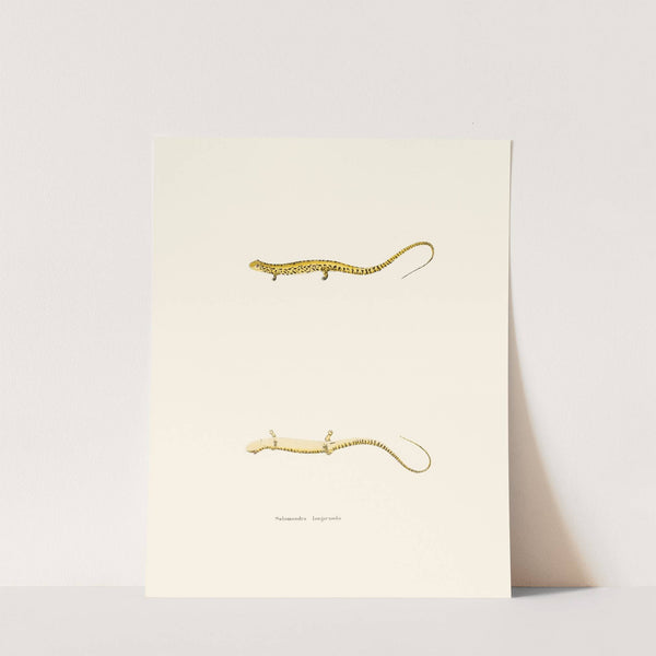 Salamandra longicauda by John Edwards Holbrook