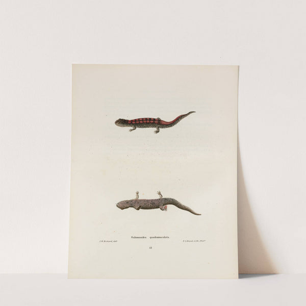 Salamandra quadrimaculata by John Edwards Holbrook
