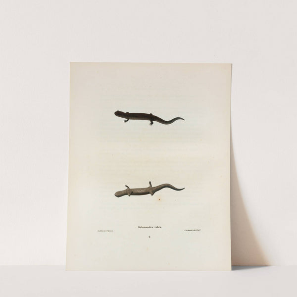 Salamandra rubra by John Edwards Holbrook