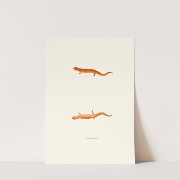 Salamandra rubra by John Edwards Holbrook