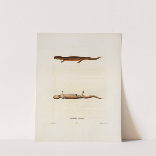 Salamandra salmonea by John Edwards Holbrook