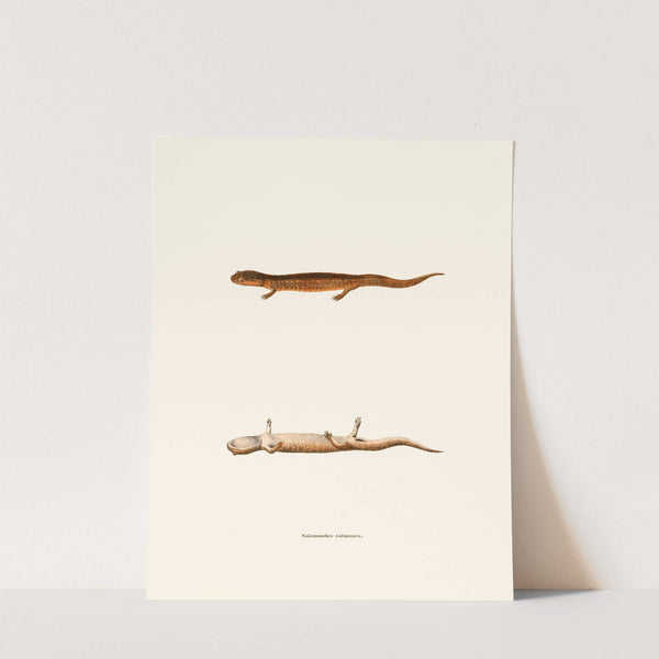 Salamandra salmonea by John Edwards Holbrook