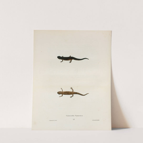 Salamandra symmetrica by John Edwards Holbrook