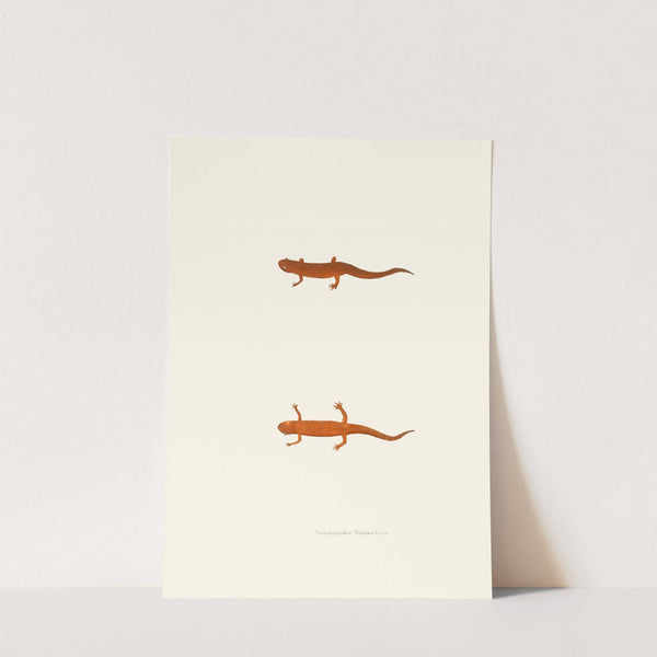 Salamandra symmetrica by John Edwards Holbrook