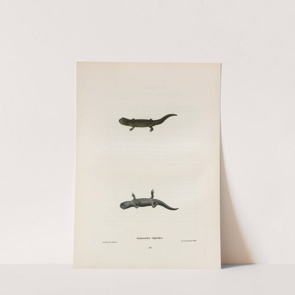 Salamandra talpoidea by John Edwards Holbrook