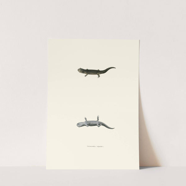 Salamandra talpoidea by John Edwards Holbrook