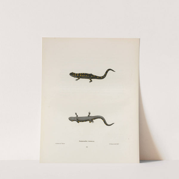 Salamandra venenosa by John Edwards Holbrook