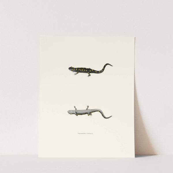 Salamandra venenosa by John Edwards Holbrook