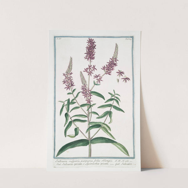 Salicaria vulfgaris, purpurea, foliis oblongis - Salicaria spicata, e Lysimachia spicata - Salicaire. (Purple Loosetrife) by Giorgio Bonelli