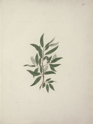 Salix subserrata Willd. (Willow Tree)