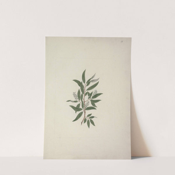 Salix subserrata Willd. (Willow Tree) by Luigi Balugani