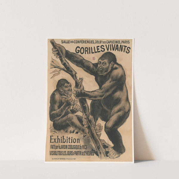 Salle des conférences, 39, Bd des Capucines, Paris. Gorilles vivants. Exhibition faite par le jardin zoologique de Nice (1889) by Imp. Charles Verneau