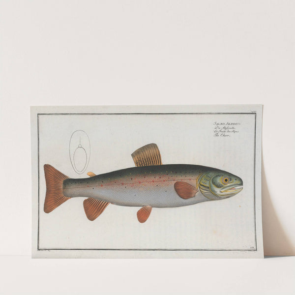 Salmo Alpinus, The Charr. by Marcus Elieser Bloch