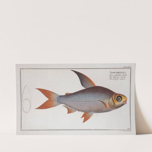 Salmo edentulus, The toothless Salmon. (1785-1797) by Marcus Elieser Bloch